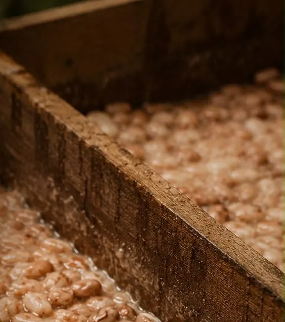 Amêndoas de cacau fermentando em caixas de madeira
