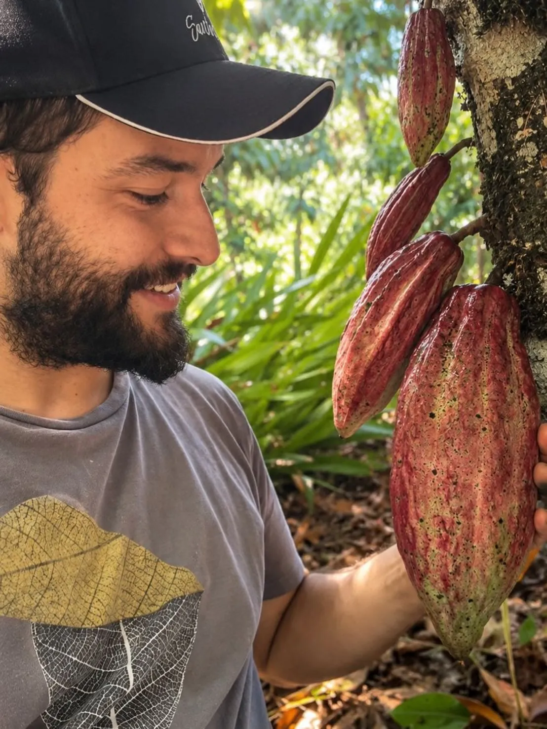 Produtor colhendo um fruto de cacau diretamente do tronco da árvore